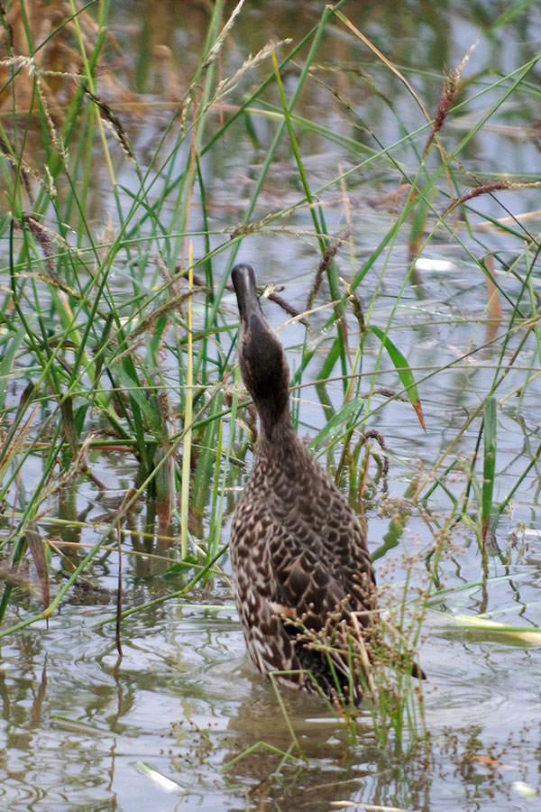 アオサギ アオサギ
