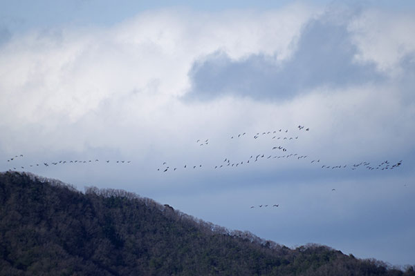 マガンの北帰 マガンの北帰