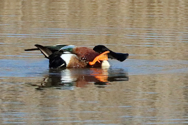 ハシビロガモ ハシビロガモ