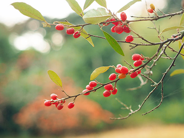 アキグミ アキグミ
