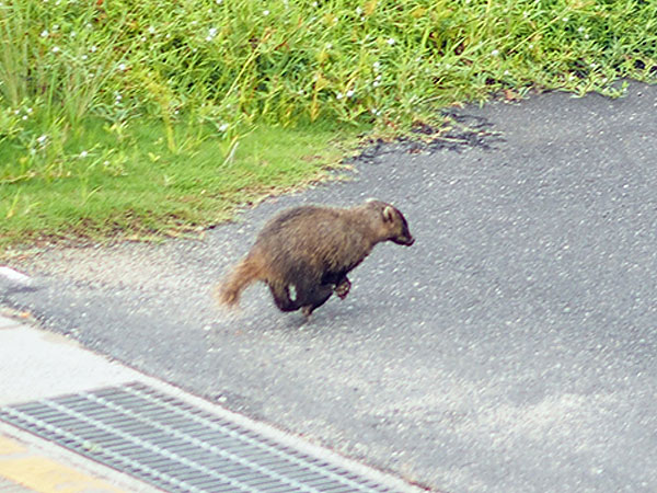 アナグマ アナグマ