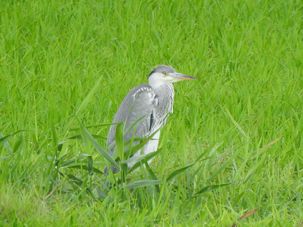 アオサギ幼鳥 アオサギ幼鳥