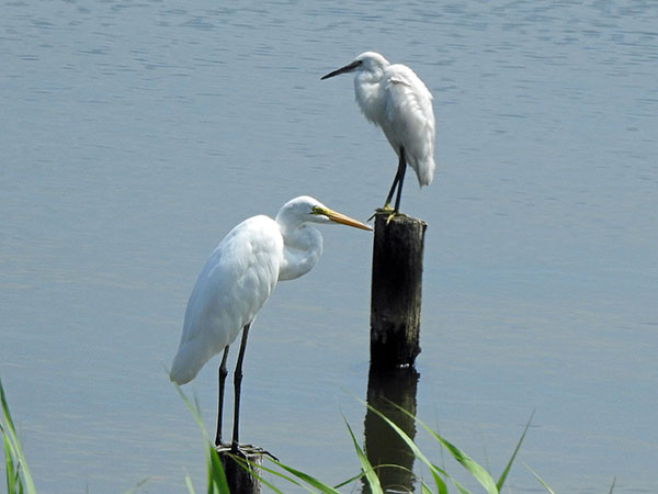 ダイサギとコサギ ダイサギとコサギ
