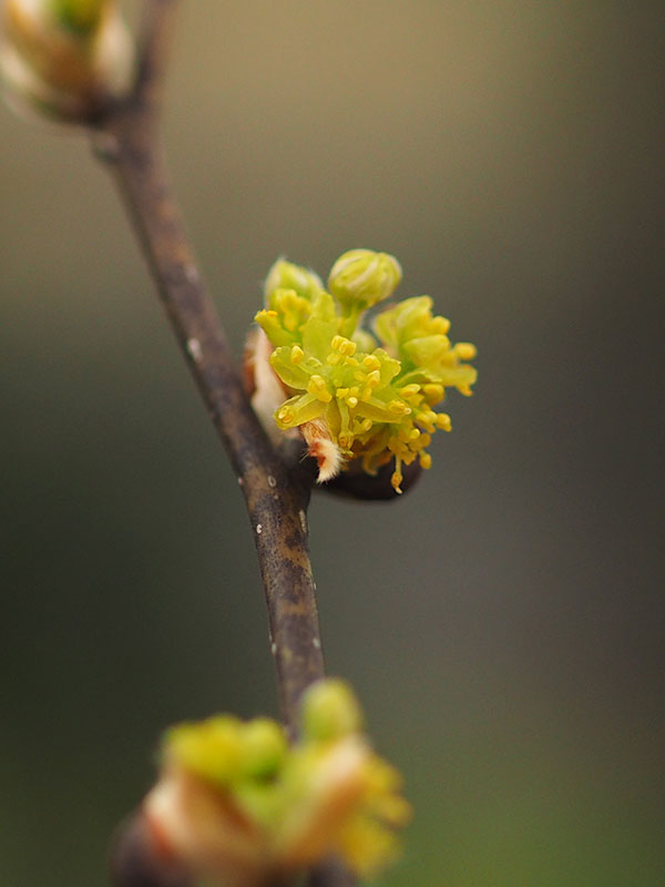 ダンコウバイ ダンコウバイ