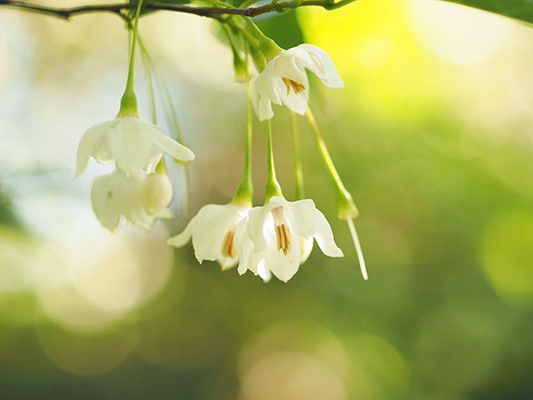 エゴノキ エゴノキ