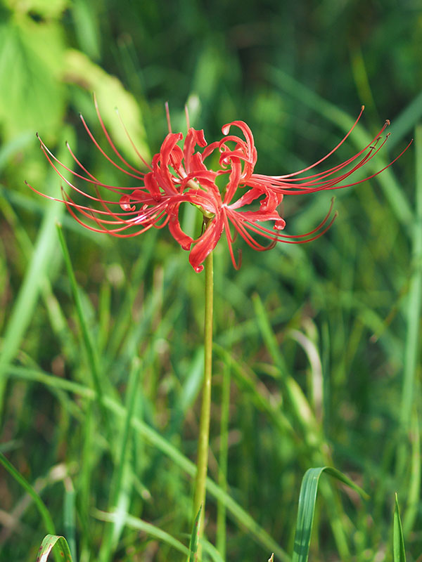 ヒガンバナ ヒガンバナ