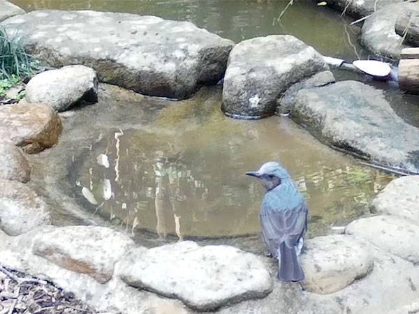 エゴノキ エゴノキ