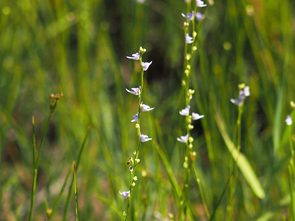 ホザキノミミカキグサ ホザキノミミカキグサ