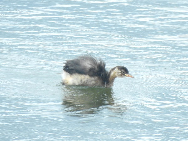 カイツブリの幼鳥 カイツブリの幼鳥