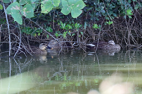 かくれているカモ かくれているカモ