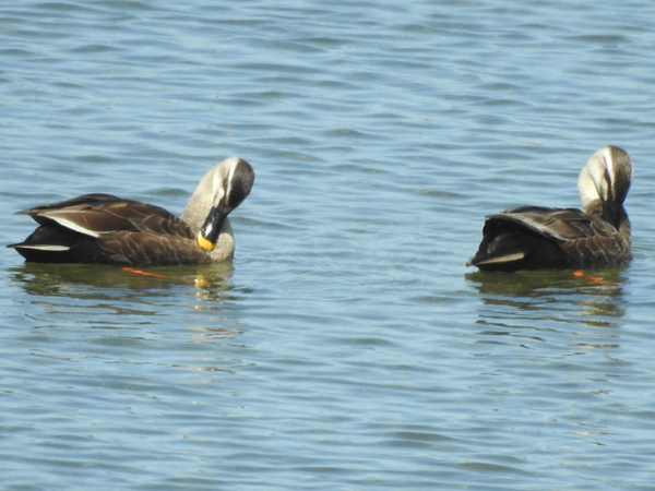 カルガモ カルガモ