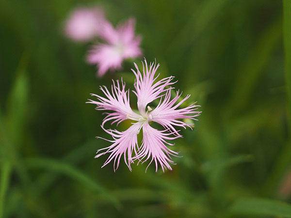 カワラナデシコ カワラナデシコ