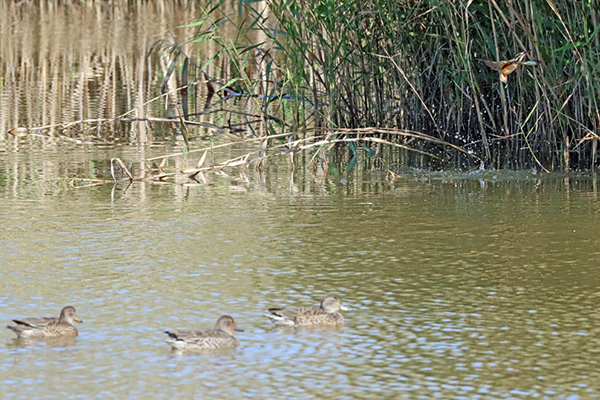 カワセミ カワセミ