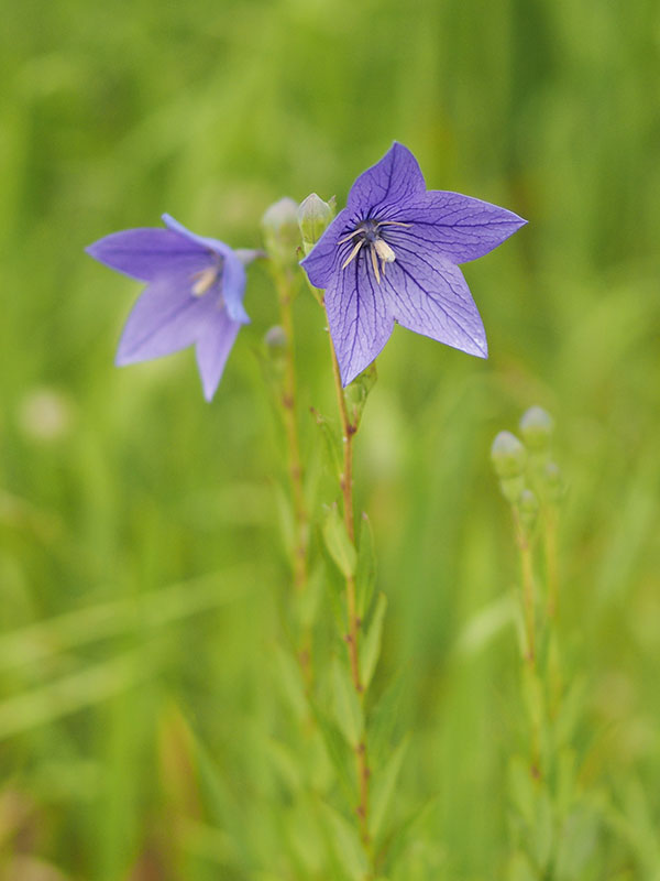 キキョウ キキョウ