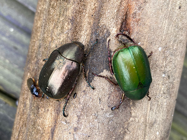 コガネムシ2種 コガネムシ2種