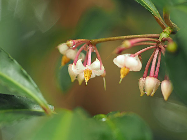 マンリョウ マンリョウ