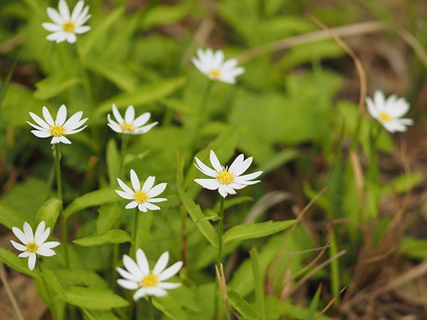 ミヤマヨメナ ミヤマヨメナ
