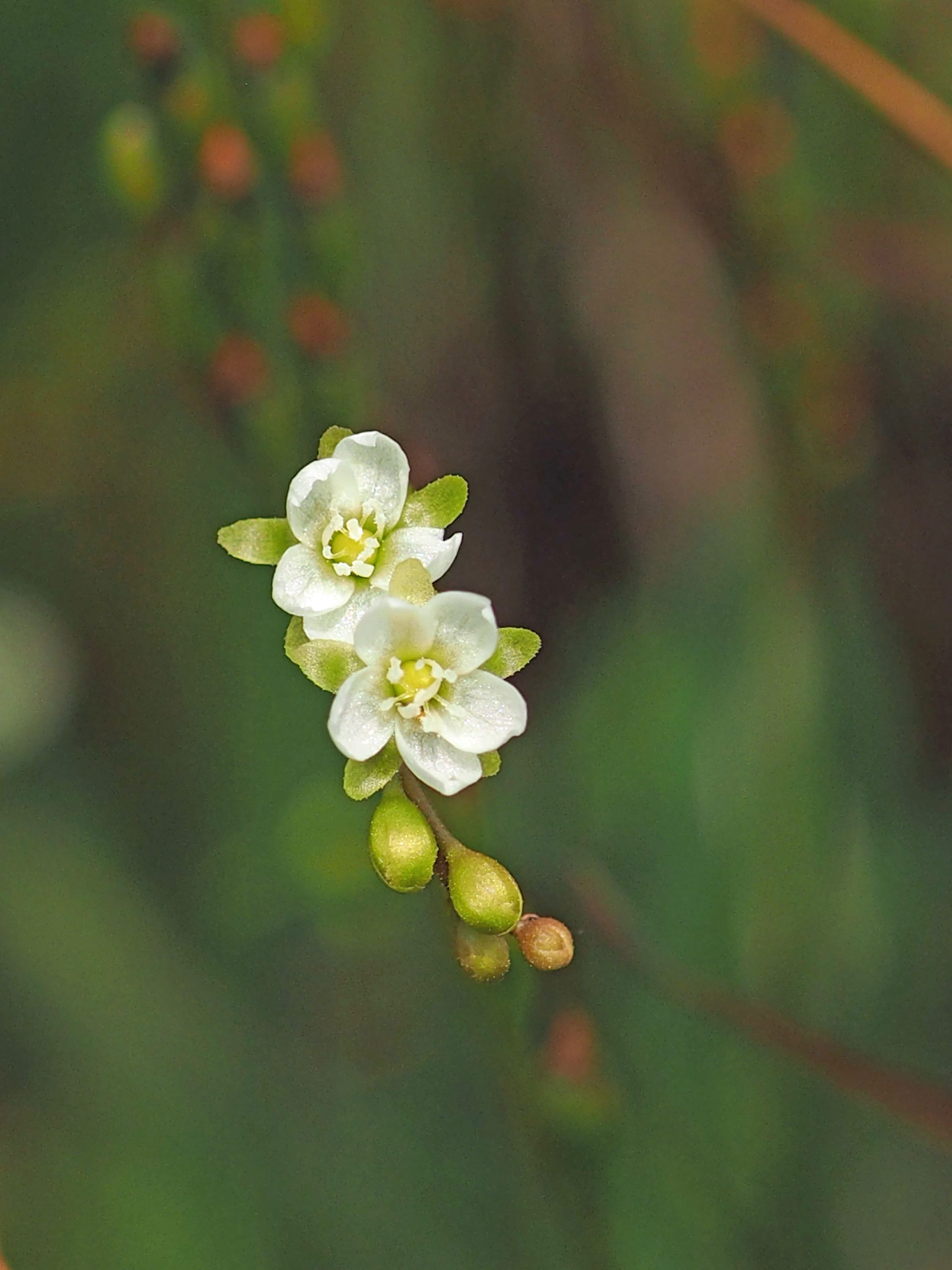 モウセンゴケ モウセンゴケ