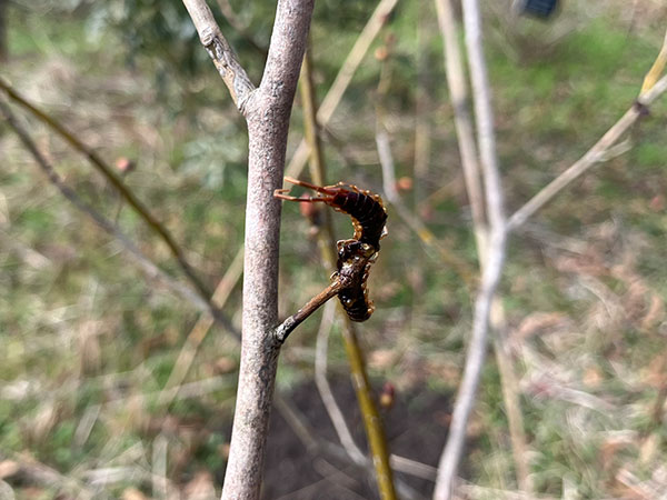 モズのはやにえ モズのはやにえ