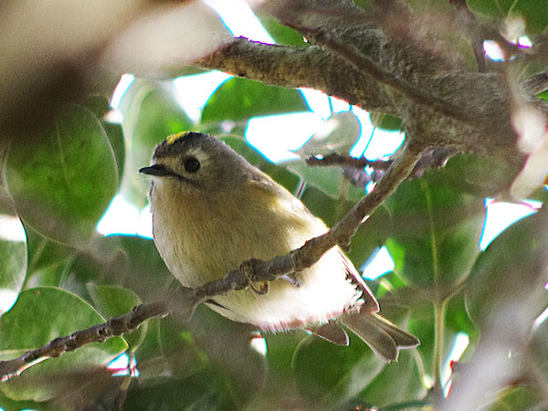 キクイタダキ キクイタダキ