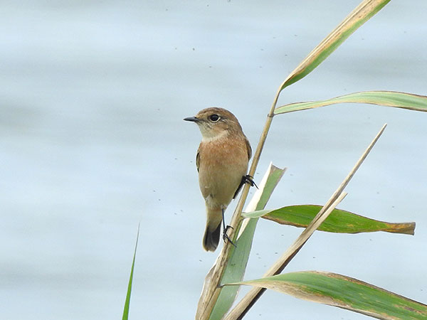 ノビタキ ノビタキ