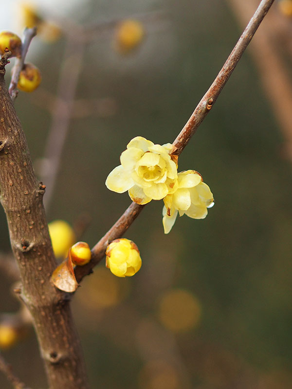 ロウバイ ロウバイ