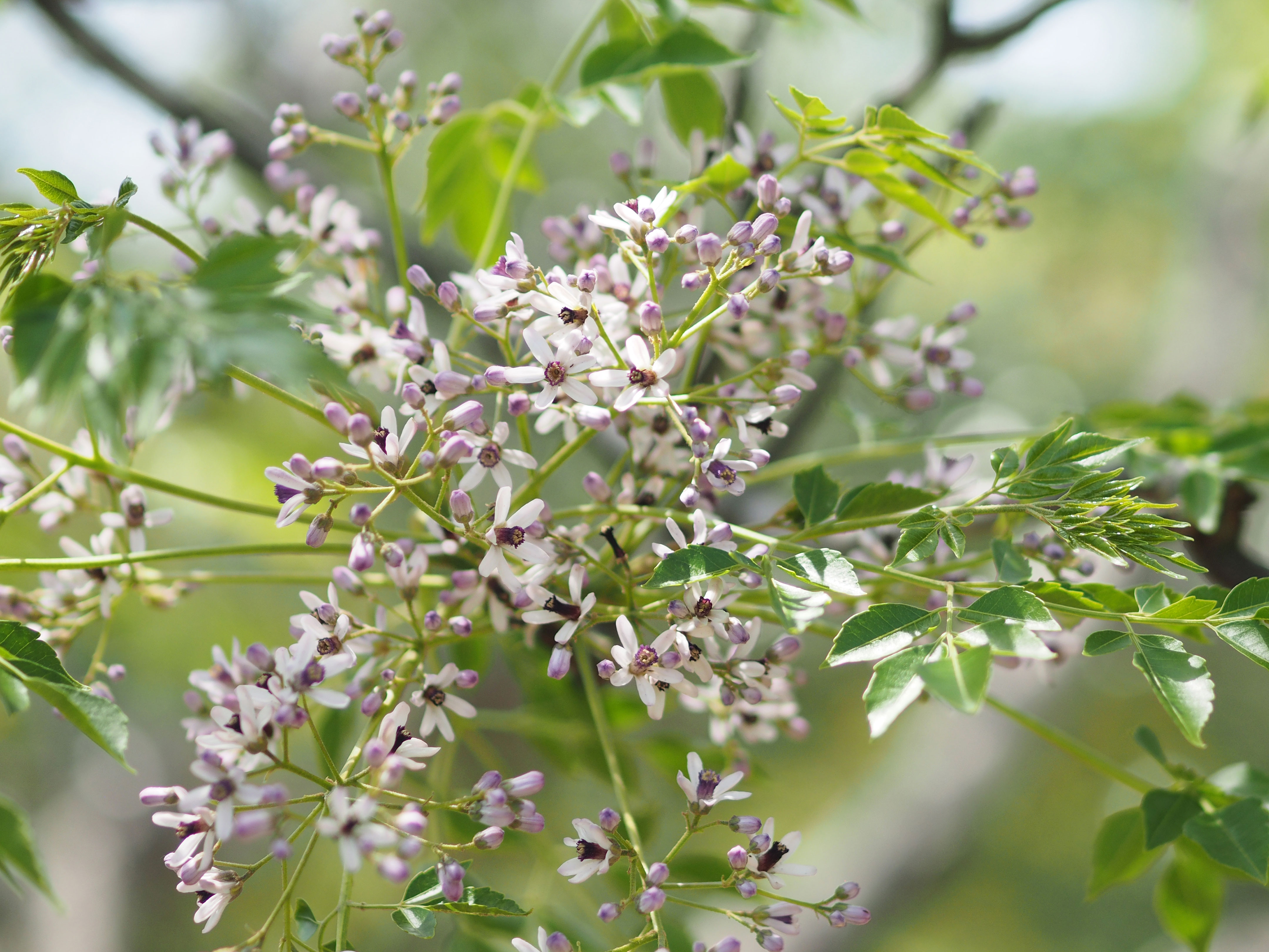 センダン センダン