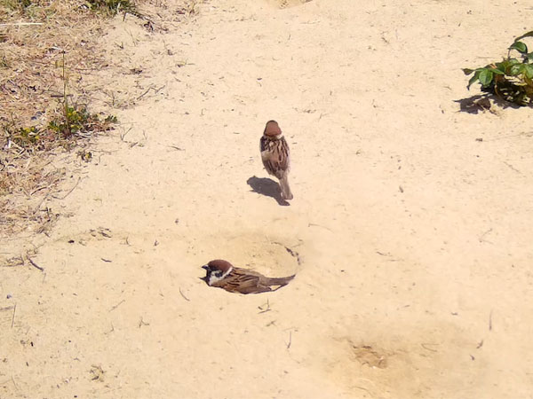 �X�Y��������2�@�A�e���R���Ă݂����Ȃ�