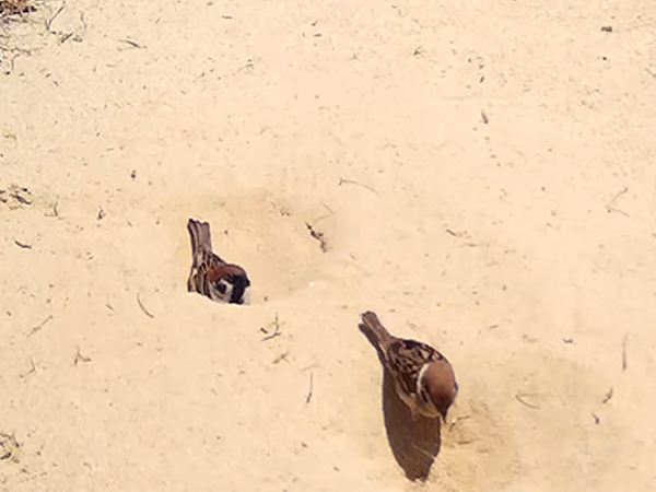 �X�Y�������тP�@���������[���H