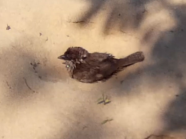 �X�Y��������2�@�A�e���R���Ă݂����Ȃ�