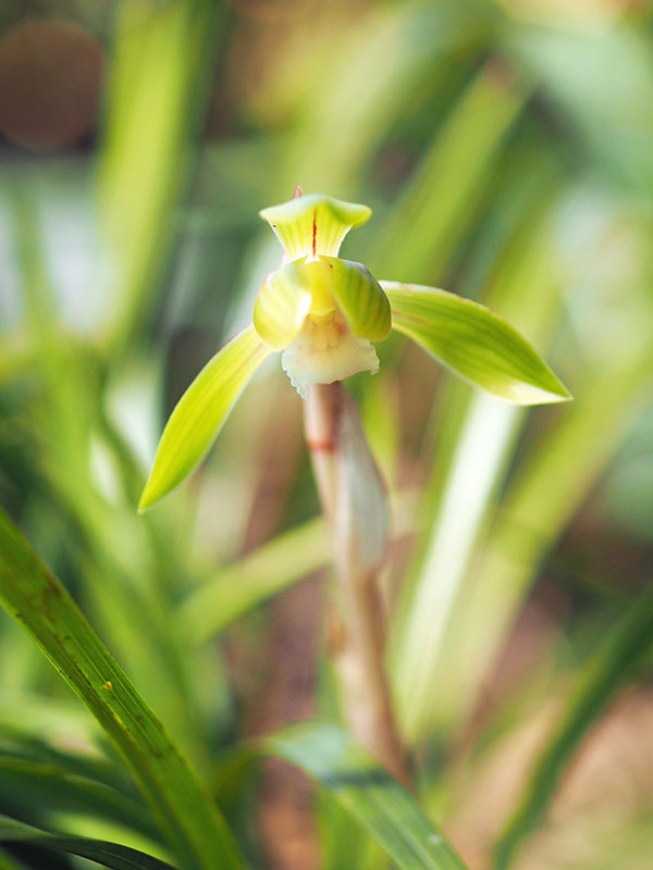シュンラン シュンラン