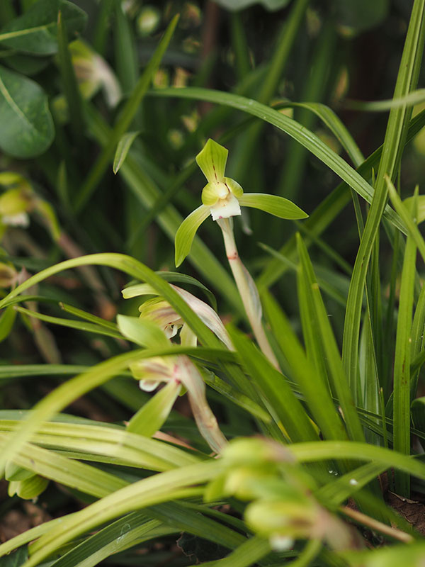 シュンランの花 シュンランの花