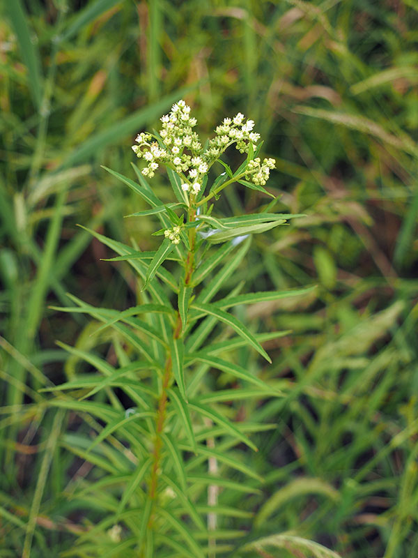 タコノアシ タコノアシ