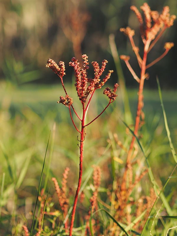 たこのあし たこのあし