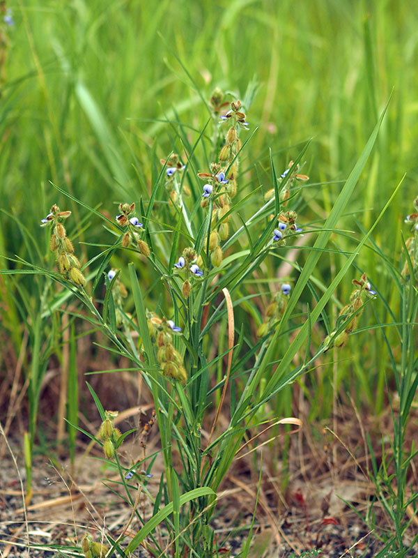 タヌキマメ タヌキマメ