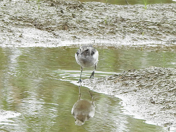 セグロセキレイ セグロセキレイ