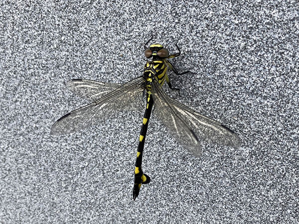 ウチワヤンマ ウチワヤンマ