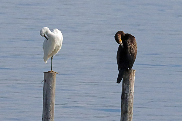 ウ・サギ ウ・サギ