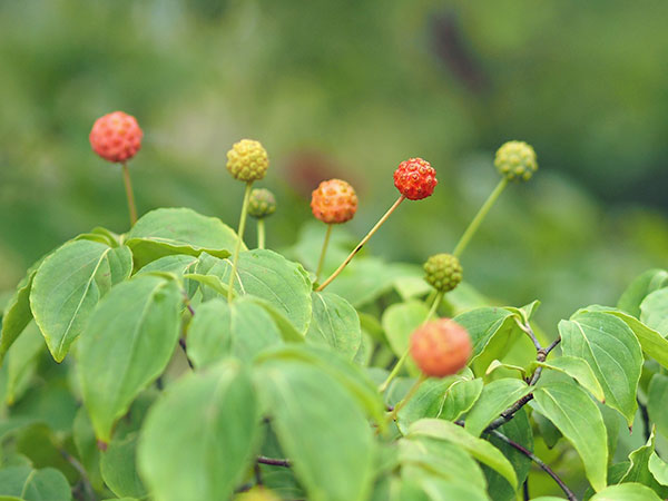 ヤマボウシ ヤマボウシ