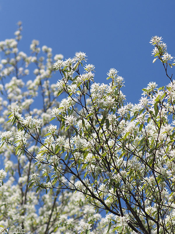 ザイフリボク ザイフリボク