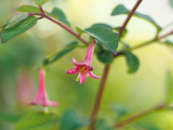 ウグイスカズラ ウグイスカズラ