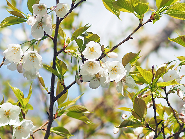 オオシマザクラ オオシマザクラ