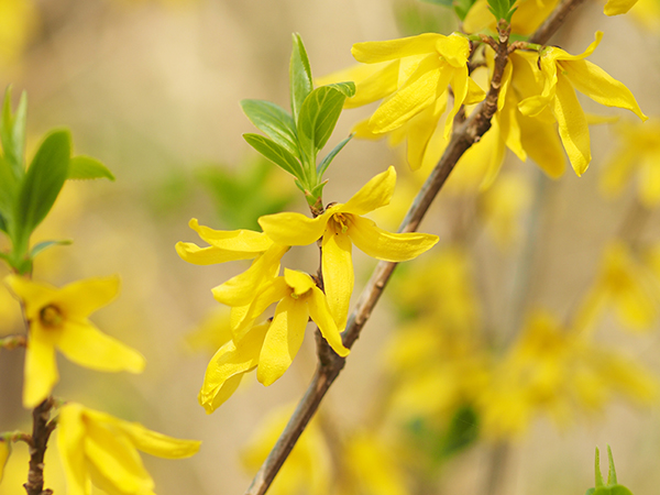 シナレンギョウ シナレンギョウ