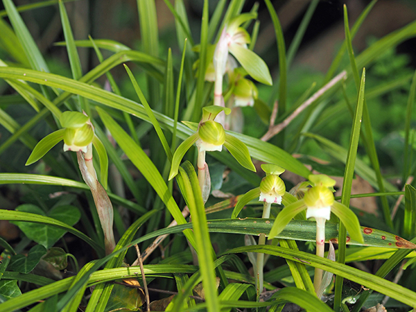 シュンラン シュンラン