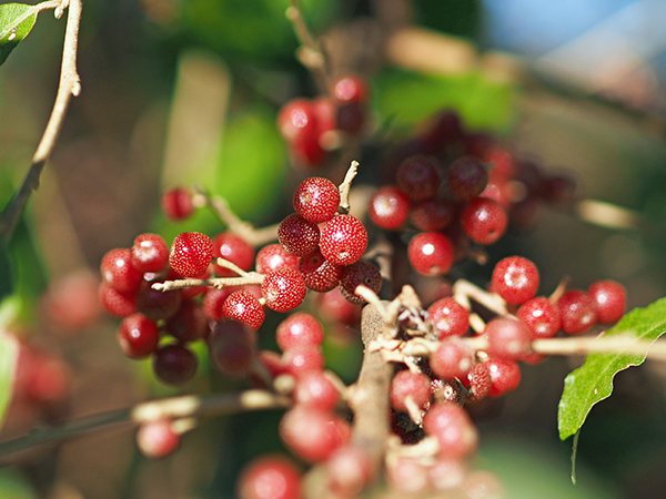 アキグミ アキグミ