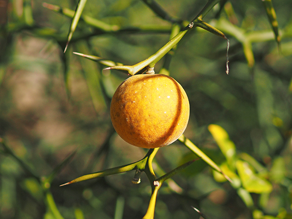 カラタチ カラタチ