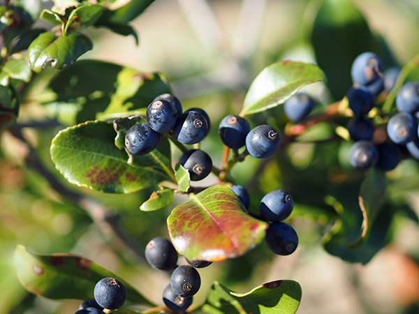シャリンバイ シャリンバイ