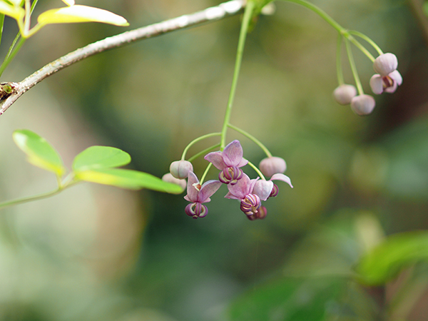 アケビ アケビ