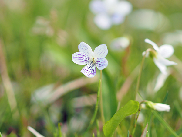 アリアケスミレ アリアケスミレ