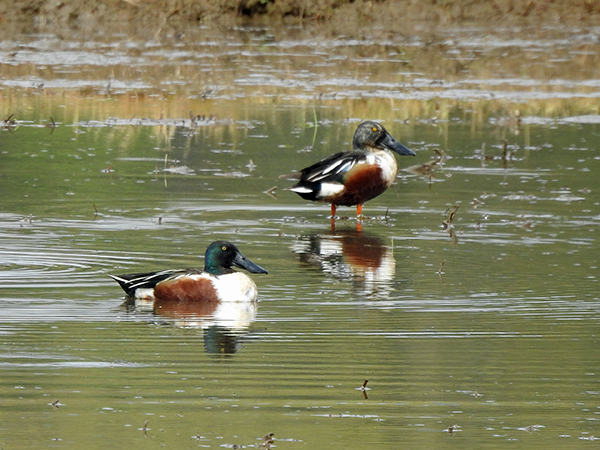 ハシビロガモ ハシビロガモ
